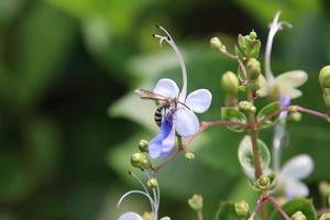 vespa scoliid alimentando-se de néctar foto