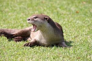 lontra revestida lisa em um campo foto