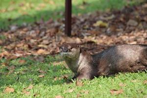 lontra revestida lisa em um campo foto