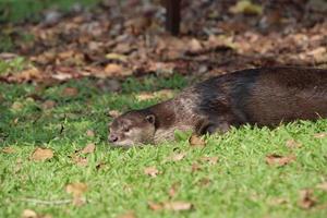 lontra revestida lisa em um campo foto