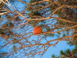 bola de basquete presa no topo do galho de árvore no parque. foto