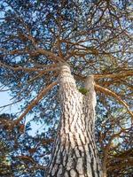 a floresta gigante, famosa por suas sequoias gigantes na floresta da austrália. foto