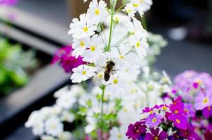 abelha em lindas flores brancas no jardim botânico. foto