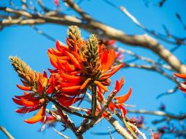 laranja vermelho lindo erythrina flores na árvore, é um gênero de plantas com flores na família das ervilhas, fabaceae. foto
