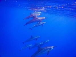 todos os golfinhos nadando para a superfície em água azul foto