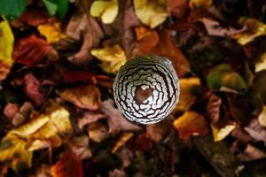 pequeno cogumelo no fundo das folhas caídas na floresta de outono foto