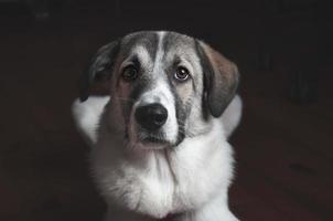 retrato de cachorro closeup. curioso olhando para cima isolado no fundo preto foto