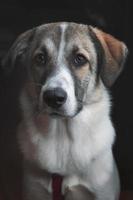 retrato de cachorro closeup. curioso olhando para cima isolado no fundo preto foto
