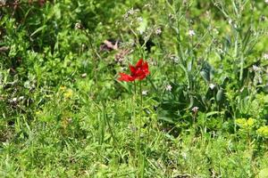 flores brilhantes de anêmona desabrochavam em uma clareira na floresta. foto