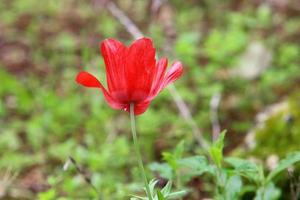 flores brilhantes de anêmona desabrochavam em uma clareira na floresta. foto