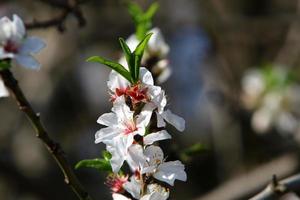 amendoeiras em flor em um parque da cidade no norte de israel. foto