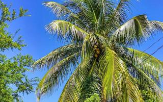 cocos de palmeira natural tropical céu azul no méxico. foto