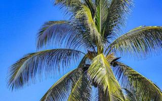 cocos de palmeira natural tropical céu azul no méxico. foto