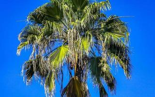 cocos de palmeira natural tropical céu azul no méxico. foto