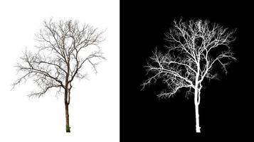 árvore morta isolada em fundo branco com caminho de corte e canal alfa foto