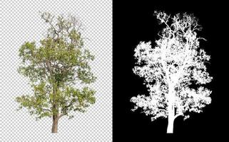 árvore isolada em fundo transparente com caminho de corte e canal alfa. foto