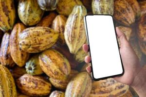 maquete de celular segurando na mão com fundo desfocado de frutas de cacau, conceito para usar dispositivos inteligentes com preço de frutas em casa, no trabalho, no aplicativo e na vida diária.
