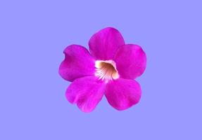 isolado violeta trompete videira l aurel clockvine flor com traçados de recorte. foto