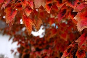 folhas de queda de vermelho e laranja ardentes em uma árvore foto