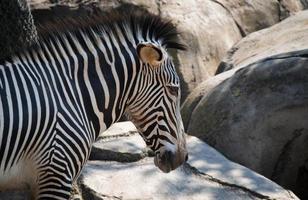 close-up de zebra no zoológico foto