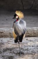 guindaste coroado cinza no zoológico foto