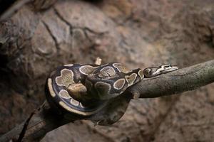 python real no herpetarium foto