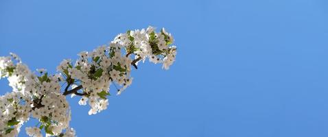 ramo de flores brancas da árvore de ameixa cereja no início da primavera. incrível banner de primavera floral natural ou cartão de felicitações, cartão postal, pôster. foco seletivo foto