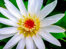 lótus brancos com núcleos amarelos brilhantes florescendo acima da água. concentre-se em lótus, fundo desfocado foto