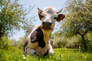 a vaca encontra-se em um prado verde em um jardim de maçã, dia ensolarado. fechar-se foto