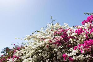 flores de buganvílias brancas e rosa no fundo foto