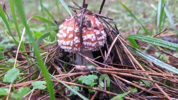 lindo cogumelo agárico em uma floresta de outono entre folhas, agulhas e galhos. foto