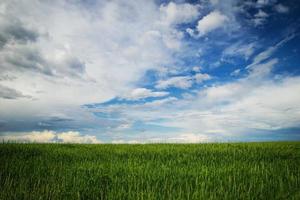 um campo com as espigas verdes de trigo em um fundo de um céu azul de nuvens. Rússia, Sibéria. foto