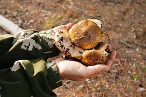 duas mãos de mulher segurando cogumelos em uma floresta. foto