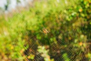 a teia com aranha laranja no centro em um fundo verde turva. foto