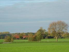 muitos girassóis no muensterland alemão foto