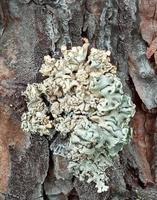 líquen verde na casca de árvore marrom. parmelia sulcata. foto