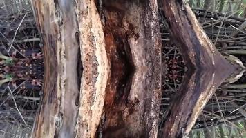 estrutura marrom de madeira em um parque foto