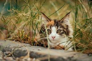 gato escondido na grama