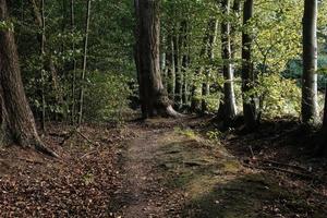 trilha passa por uma bela floresta. rota turística para caminhadas. conceito de estilo de vida ativo. foto