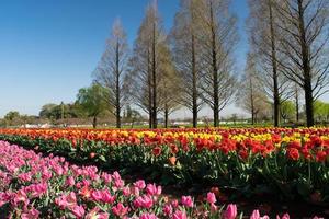 parque tulipa akebonoyama foto