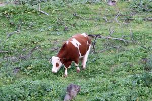 um rebanho de vacas está pastando em uma clareira da floresta. foto