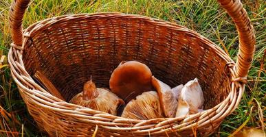 colheita de cogumelos em uma cesta na floresta, cogumelos comestíveis no final do verão e outono. conceito de comida saudável foto