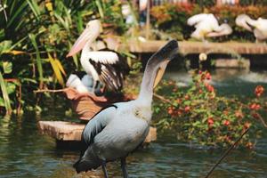 esta é a foto do pássaro pelicano. esta ave é uma das espécies de aves no lago no zoológico de ragunan.