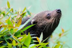 esta é a foto de um binturong no zoológico de ragunan.