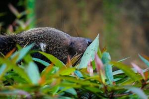 esta é a foto de um binturong no zoológico de ragunan.