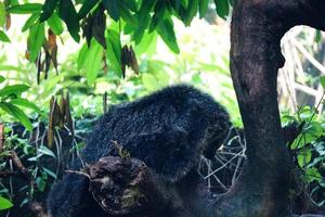 esta é a foto de um binturong no zoológico de ragunan.