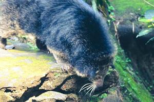 esta é a foto de um binturong no zoológico de ragunan.