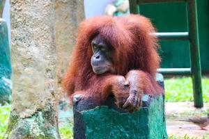 esta é uma foto de um orangotango de sumatra no jardim zoológico de ragunan.