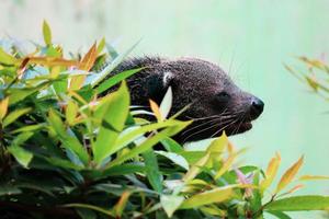 esta é a foto de um binturong no zoológico de ragunan.