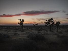 árvores joshua ao pôr do sol foto